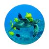 Sea Turtle Decor Ocean Life Creatures Beach Blue PopSockets Swappable PopGrip