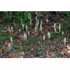 Rattlesnake Orchid 5 roots perennial