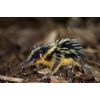 Madagaskar - Ein geheimnisvolles Wunder der Natur [Blu-ray]