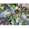 Sulphur Rose 250grm pack