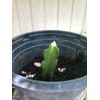 Dragon Fruit Cutting 2 White Pitaya Cactus Bare Root Ready To Plant