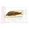 EISCO 4x10cm Fish Fossil Replica, Mesozoic