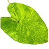 AUTHENTIC Colocasia  Morning Dew 1 bulbs