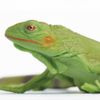 Toob Green Iguana Baby, Multi