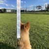 'Train Toy' Dog Lead/Leash (DL00023220)