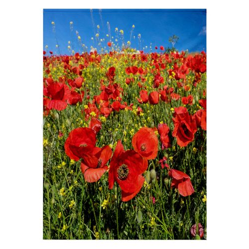 3dRose 22x30 Bath Hand Pool Towel - Spain, Andalusia. A Field of Bright and Cheerful red Poppy Wildflowers Flowers