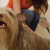 Oxygenics PawSpa SuperWash Complete Pet Washing Kit