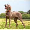 Rogz Lumberjack Collar Reflective, Orange