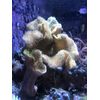 Reef Phytoplankton, 500 mL / 16.9 fl. oz.