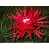 EPIPHYLLUM ORCHID CACTUS    RUBY PINWHEEL