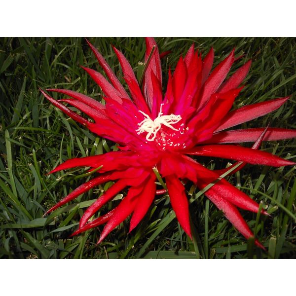 EPIPHYLLUM ORCHID CACTUS    RUBY PINWHEEL