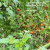 MASTERBLEND ® 4-18-38 Tomato & Vegetable Fertilizer (10 bs) FREE SHIPPING
