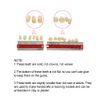 Angzhili 84 Pcs Dental Complete Acrylic Resin Denture False Teeth 3 Sets Synthetic Polymer Resin Denture Teeth 23 Shade A2 Upper + Lower Dental Materials