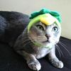 Dog Cat Cosplay Kappa A to choose from (Hat)