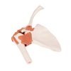3B Corporation Shoulder Joint with Ligament Shoulder Joint Function Model (a80)