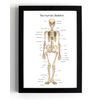 Human Skeleton Anatomical Wall Art Print, Educational Bone Chart, A5 Black Frame, 21 x 16 cm