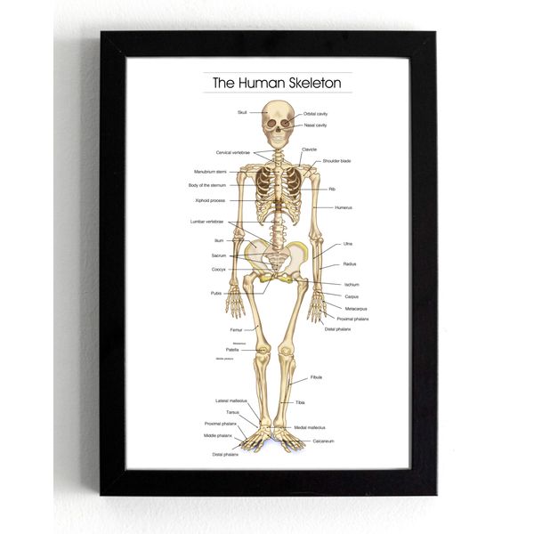 Human Skeleton Anatomical Wall Art Print, Educational Bone Chart, A5 Black Frame, 21 x 16 cm