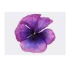 Large 'Violet Poppy' Temporary Tattoo (TO00032328)
