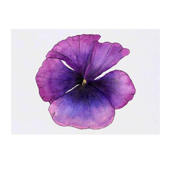 Large 'Violet Poppy' Temporary Tattoo (TO00032328)