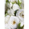 KORRES White Blossom Body Smoothing Milk