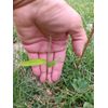 MOSO Live Bamboo Root 6pc per order, 5 in or longer.