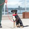 DOG Copenhagen Urban Explorer 3.0 Collar, Ocean Blue, Medium