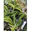 Vanda Indian Incense , Dark Vanda Orchid Fragrant