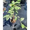 Pink Lemon Tree - Make Real Pink Lemonade! Will Fruit This Year