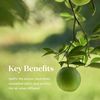 Young Living Lime Essential Oil - Lively, Refreshing, Citrus Aroma - Uplifts The Senses - 15 ml