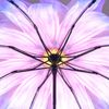 Soake Everyday Reverse Folding Umbrella Purple Daisy