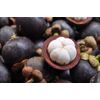 Premium Antioxidant Defense - MANGOSTEEN COMPLEX - 1B 60 Caps