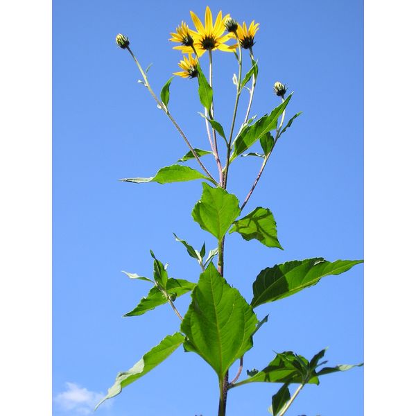 Clearwater Variety Sunchoke - Jerusalem Artichoke VAR. Clearwater. - 4 Tubers - Sunroot - by Yumheart Gardens