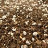 All-Purpose Cactus & Succulent Potting Mix (1 LITRE)