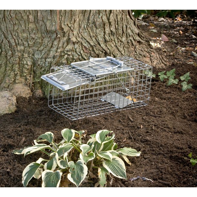 Havahart Medium Professional Style One-Door Animal Trap for Rabbit, Skunk,  Mink, and Squirrel - 1078