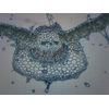 Syringa Vulgaris Leaf, Cross Section - Prepared Microscope Slide - 75 x 25mm - Biology & Microscopy - Eisco Labs