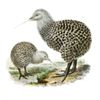 CafePress Great Spotted Kiwi Apt Sticker (Rectangle 10 pk)