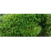 LARGE Premium✨Live Fresh Moss 🌱 2 Sq ft Terrarium Vivarium