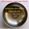 Lithops Germination Sowing Kit -Soil-Seeds