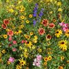 Outsidepride 1/4 lb. Mountain Wild Flower Seed Mix for High Elevations