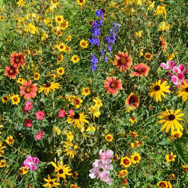 Outsidepride 1/4 lb. Mountain Wild Flower Seed Mix for High Elevations