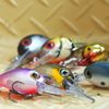 Storm Wiggle Wart MadFlash 05 Black Chrome Orange
