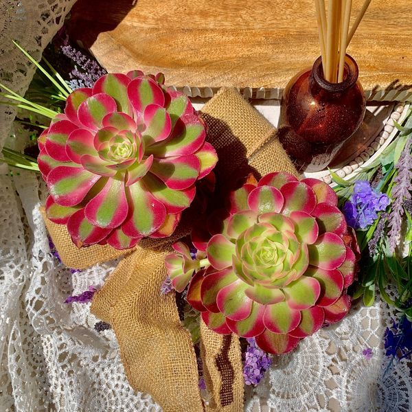 ​Echeveria 'Pink Witch Succulent Plants,  4" Green Imported