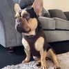 Bunty Medium No Pull Dog Harness - Soft, Breathable, Durable, Adjustable Vest Harnesses, Lightweight, Anti Pull - Medium, Green