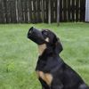 Coastal - Best Fit - Adjustable Mesh Dog Muzzle, Black, 11.5" (08)