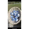 Elephant Garlic Home Grown 1 Large Fresh Bulb