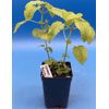 Lemon Balm Starter Plant - Melissa officinalis