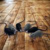 Mangdunt 6 Pack Simulation PVC Mouse Novelty Prop Halloween Decorations