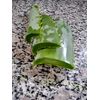 Fresh Organic Aloe Vera Cut Leaf Large Two Plus Pounds