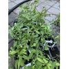 Phoenix Tears Goji Berry 2.5” container, dormant, no leaves