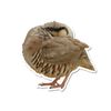 Chukar Partridge Sleeping 6 inch Static Cling